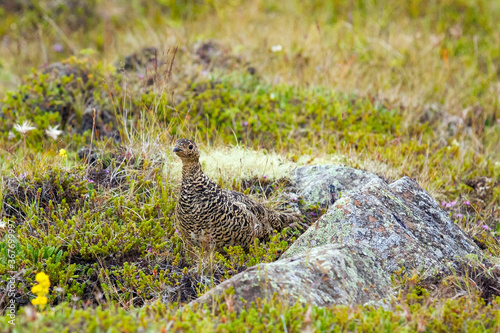 Fotografie, Tablou Female rock ptarmigan (Lagopus muta) in summer plumage, in tundra-like vegetatio
