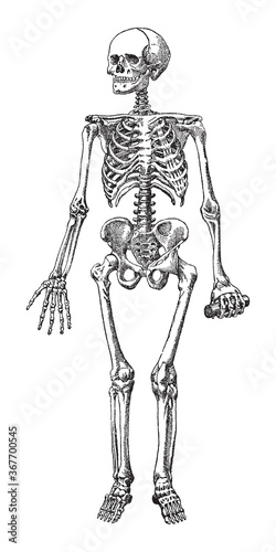 Human skeleton - vintage engraved vector illustration from Petit Larousse Illustré 1914 photo