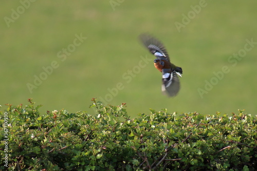 Photography Chaffinch