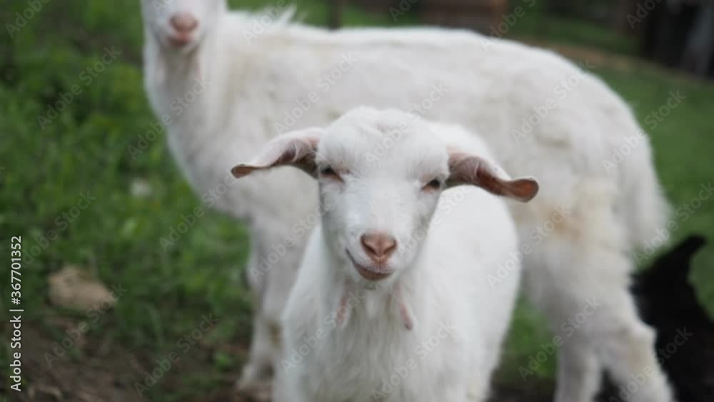 Nanny goats twitching, chewing and eating fresh green grass in the garden of farm in HD VIDEO. Organic BIO farming, animal rights, back to nature concept. Nanny goats twitching, chewing and eating fresh green grass in the garden of farm in HD VIDEO. Organic BIO farming, animal rights, back to nature concept.