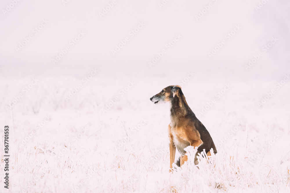 Naklejka premium Hunting Sighthound Hortaya Borzaya Dog During Hare-hunting At Winter Day In Snowy Field