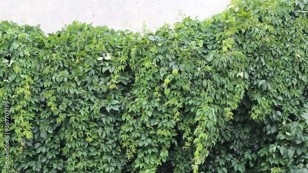 Live green wall, gusts of wind