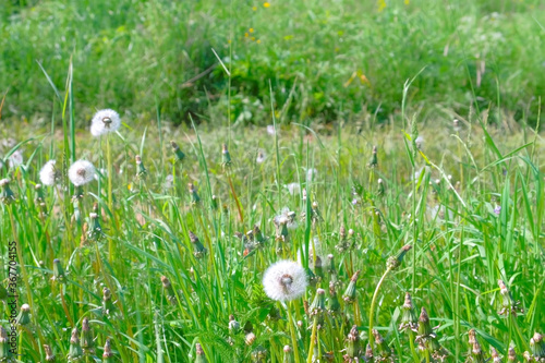 Wild field with green grass and white dandelions flowers at Summer day and country road. illage life and lack of infrastructure, paved roads. photo