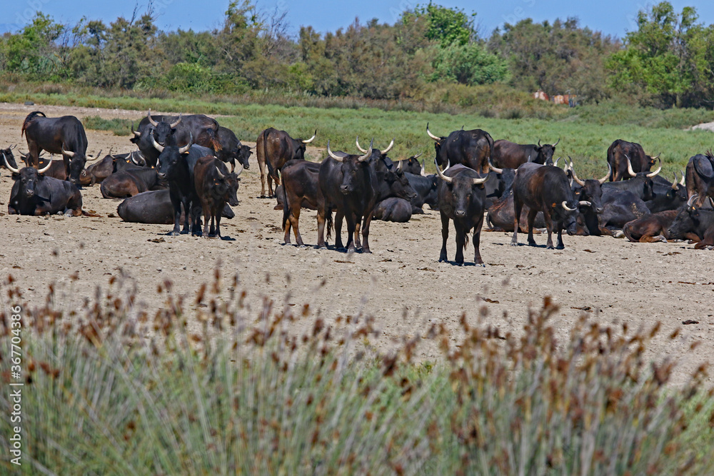 Troupeau de taureaux camarguais.