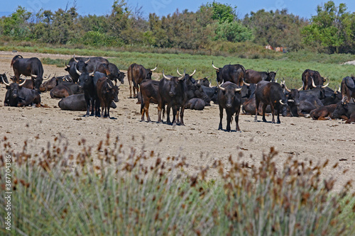 Troupeau de taureaux camarguais. © illustrez-vous