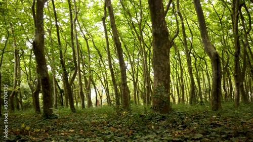 Woods of Rainha D. Leonor , in Caldas da Rainha - Portugal, borders the Parque D. Carlos I and is characterized by its biodiversity and beauty. photo