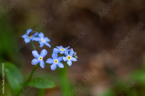 Closeup of small forest flowers for your botanical design.