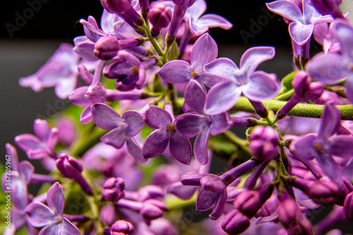 Macro image of spring lilac violet flowers  abstract soft floral background