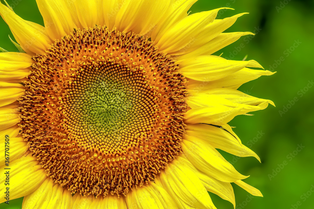Obraz premium ヒマワリの花 Sunflowe