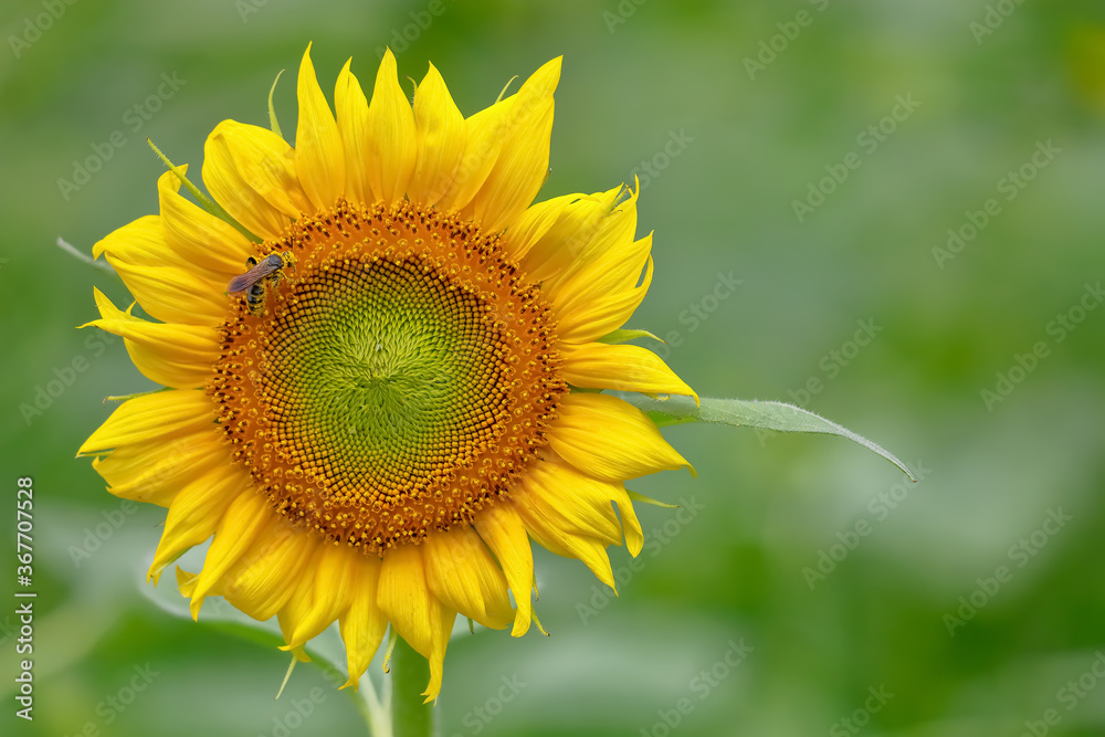 ヒマワリの花 Sunflowe ヒマワリの花 Sunflowe