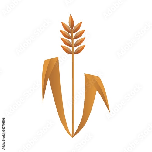 wheat
