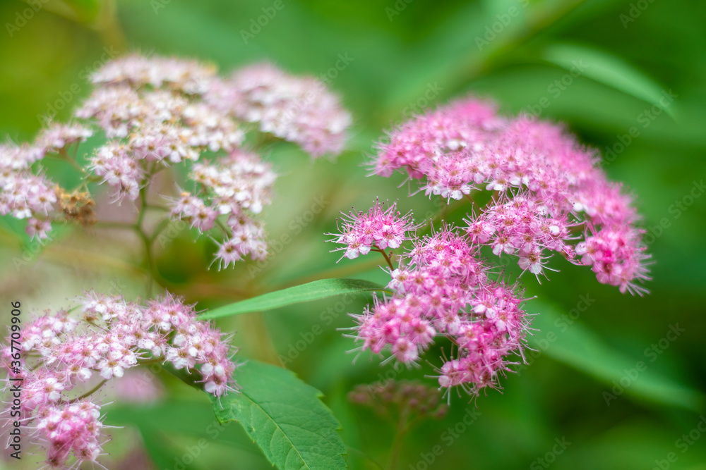 Green spiraea bush with lots of pink flowers in the park. Close-up of small white and pink decorative flowers. Green spiraea bush with lots of pink flowers in the park. Close-up of small white and pink decorative flowers.