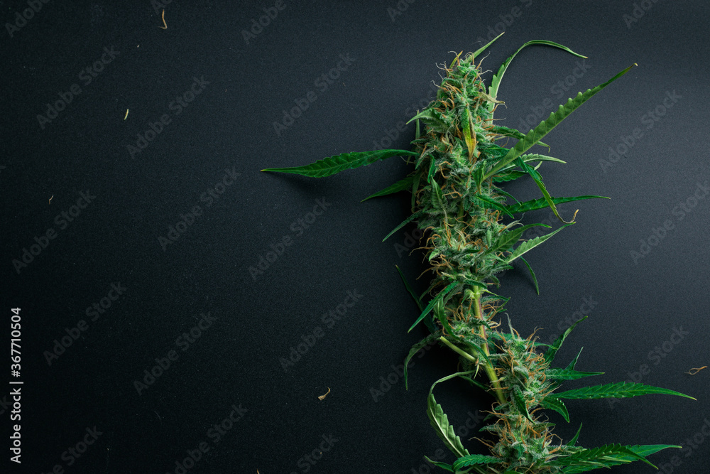 Cannabis plant with buds on black background with copy space. Marijuana flat lay
