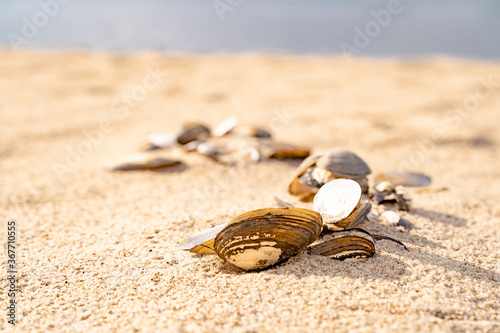 Fototapeta Naklejka Na Ścianę i Meble -  Sandy beach on the Baltic sea. Gulf of Finland. Summer. Rocks and mussel shells.