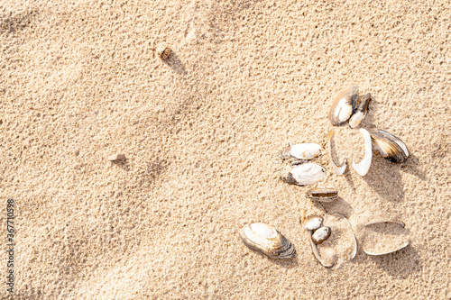 Fototapeta Naklejka Na Ścianę i Meble -  Sandy beach on the Baltic sea. Gulf of Finland. Summer. Rocks and mussel shells.