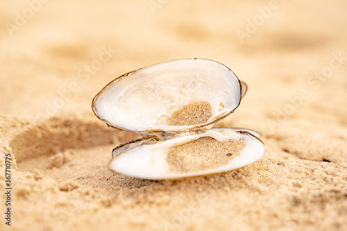 Fototapeta Naklejka Na Ścianę i Meble -  Sandy beach on the Baltic sea. Gulf of Finland. Summer. Rocks and mussel shells.