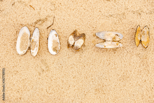 Fototapeta Naklejka Na Ścianę i Meble -  Sandy beach on the Baltic sea. Gulf of Finland. Summer. Rocks and mussel shells.