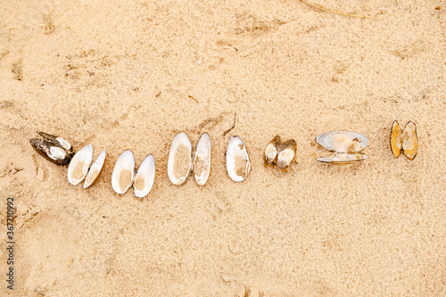 Fototapeta Naklejka Na Ścianę i Meble -  Sandy beach on the Baltic sea. Gulf of Finland. Summer. Rocks and mussel shells.