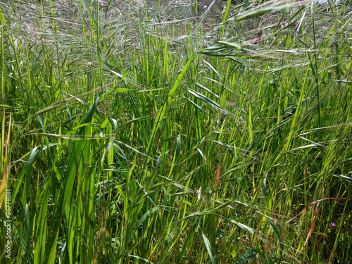 Fondo de malas hierbas gramíneas de hoja estrecha y verde con flores en forma de espiguilla movidas por el viento.