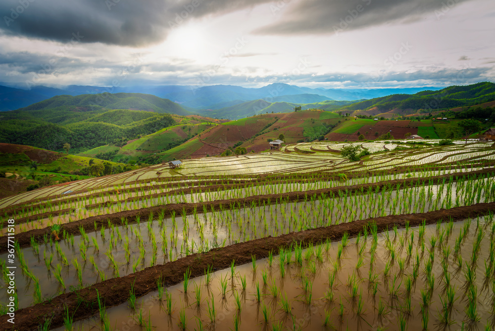 Fototapeta premium Beautiful scenery of rice terraces at Pa Bong Piang in northern of Thailand that just started to plant the rice during rainy season.