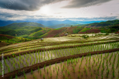 Beautiful scenery of rice terraces at Pa Bong Piang in northern of Thailand that just started to plant the rice during rainy season.