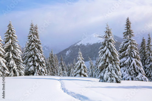 Beautiful landscape on the cold winter morning. On the lawn covered with snow there is a trodden path leading to the high mountains with snow white peaks, trees in the snowdrifts. © Vitalii_Mamchuk