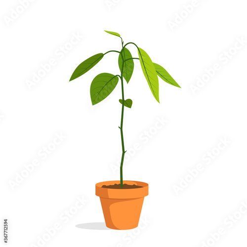 Home potted plant. Growing an avocado at home. Green sprout. Houseplant. Cartoon vector illustration isolated on white background