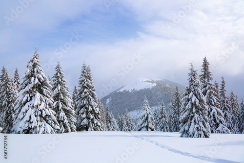 On the lawn covered with snow there is a trodden path leading to the high mountains with snow white peaks, trees in the snowdrifts. Beautiful landscape on the cold winter foggy morning.