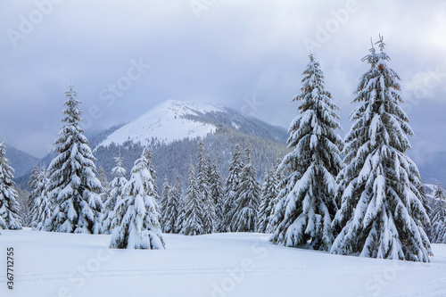 From the lawn, a panoramic view of the covered with frost trees in the snowdrifts, high mountain with snow white peaks. Beautiful landscape on the cold winter foggy morning.