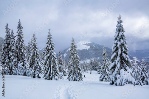 Nature landscape. Winter scenery with pine trees, mountains and the lawn covered by snow with the foot path. Blue sky with clouds.
