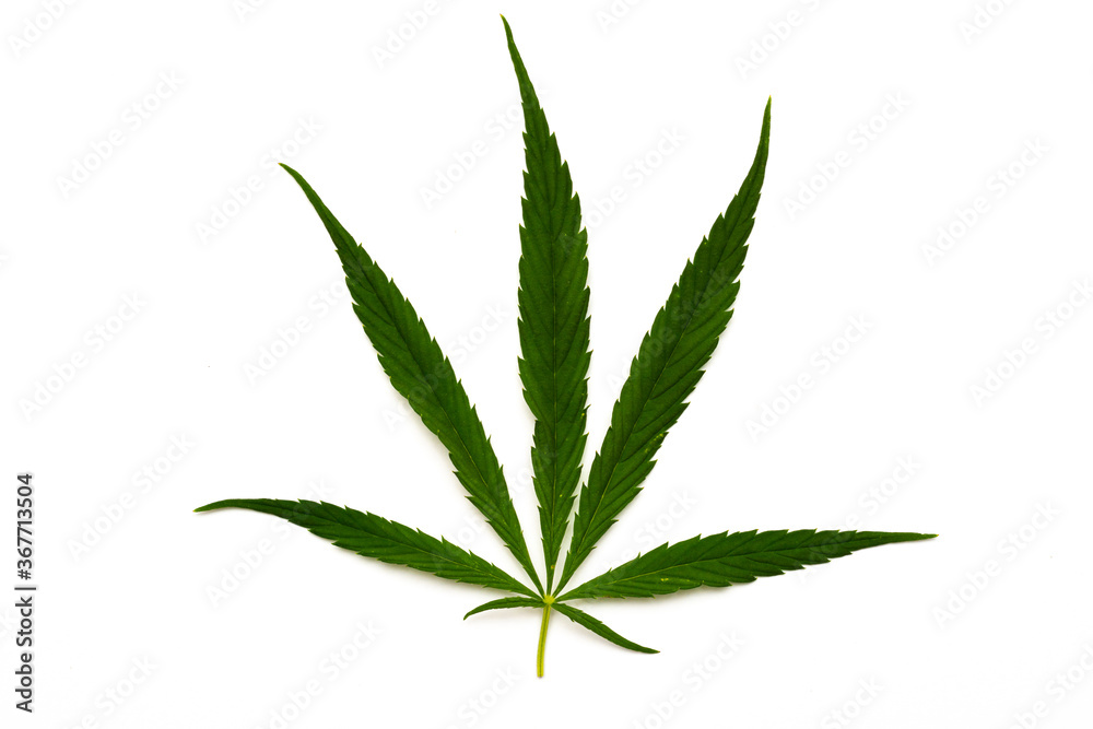 canabis marijuana leaf sativa weed hemp hash leafs canabis marijuana leaf sativa weed hemp hash leafs
