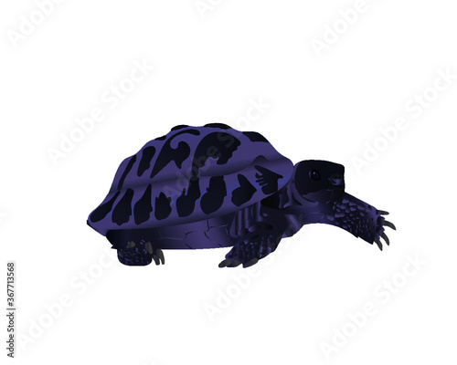 The purple turtle