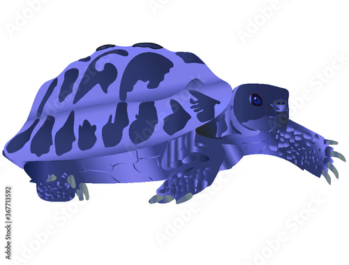 The purple turtle