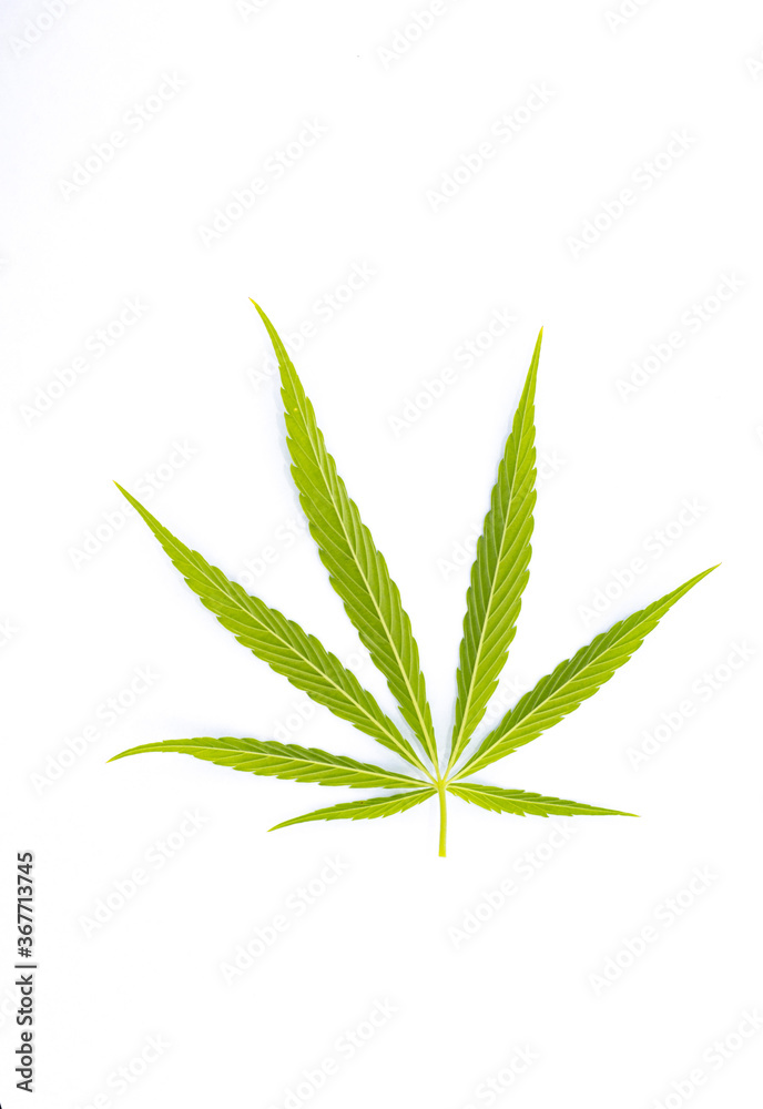 canabis marijuana leaf sativa weed hemp hash leafs canabis marijuana leaf sativa weed hemp hash leafs