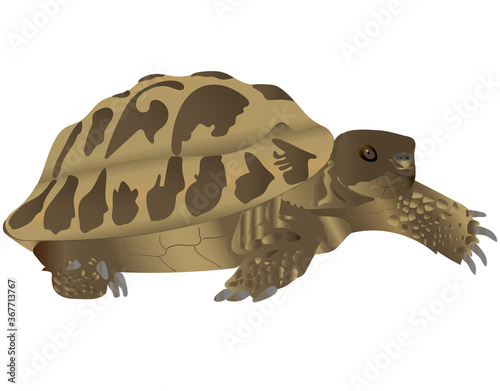 The  steppe turtle