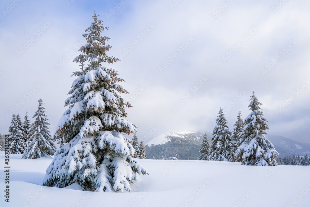 Amazing winter scenery. On the lawn covered with snow the nice trees are standing poured with snowflakes in frosty day. Touristic resort Carpathian, Ukraine, Europe.