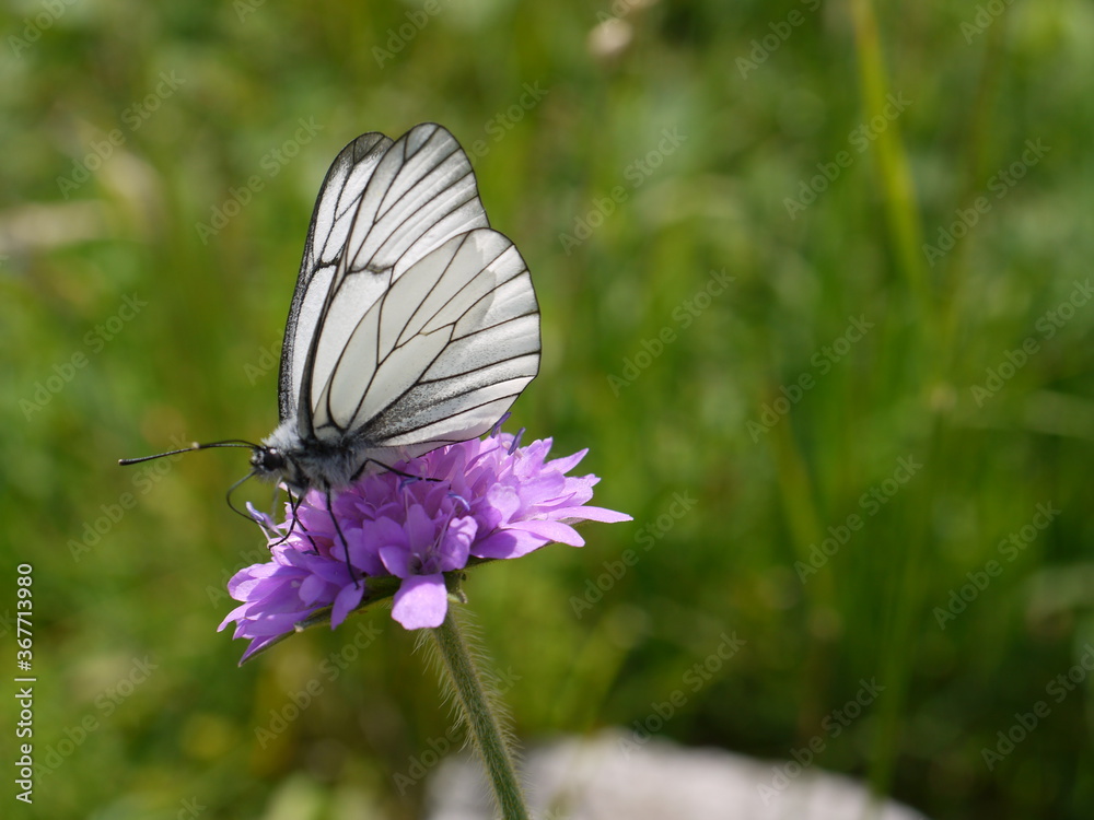 Naklejka premium Baumweißling