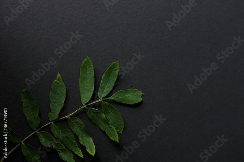 Green rowan leaves on black background. 