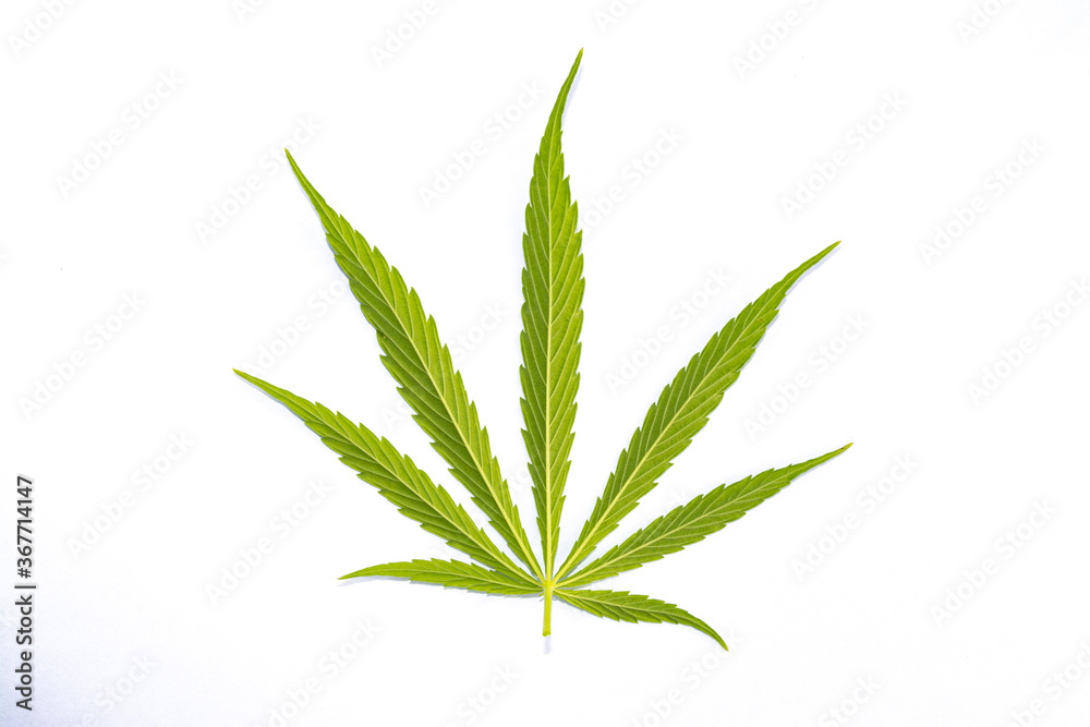 canabis marijuana leaf sativa weed hemp hash leafs canabis marijuana leaf sativa weed hemp hash leafs