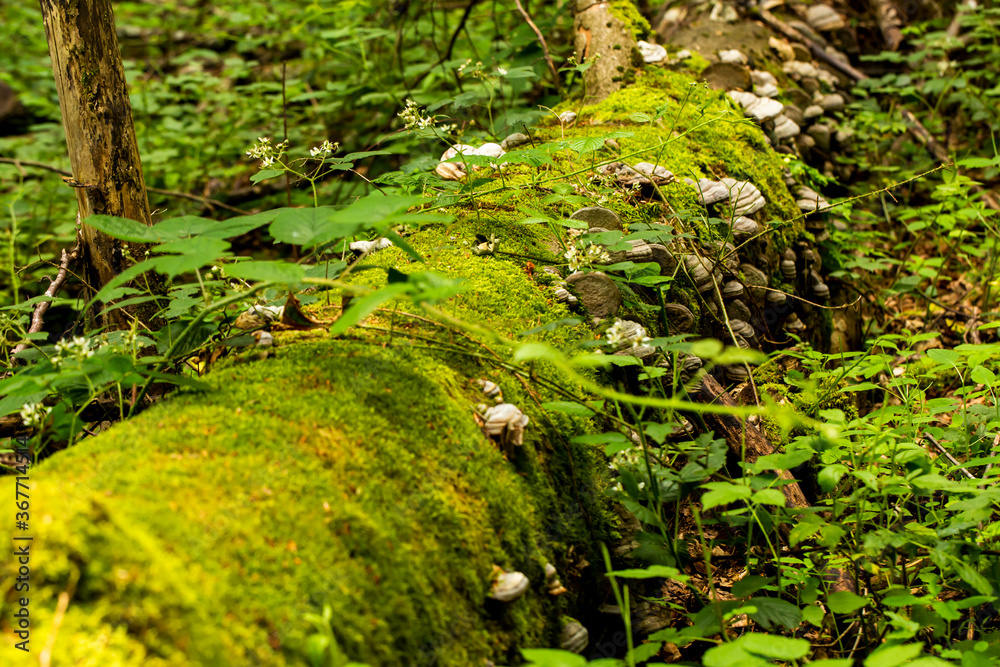 Fototapeta premium moss covered stem with mushrooms