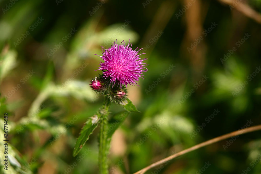 beautiful purple flower of a prickly plant beautiful purple flower of a prickly plant