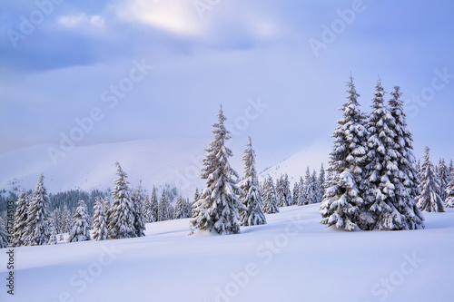 Beautiful landscape on the cold winter morning. Lawn and forests. Snowy background. Nature scenery. Location the Carpathian, Europe. © Vitalii_Mamchuk