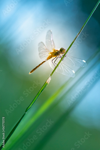 libellule sympetrum photo