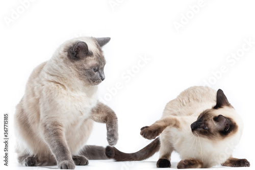 Two Thai cats are preparing to attack each other during the game