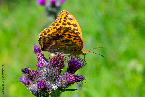 Close up of orange butterfly on purple thistle flower