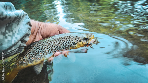 Beautiful brown trout caught on the fly.