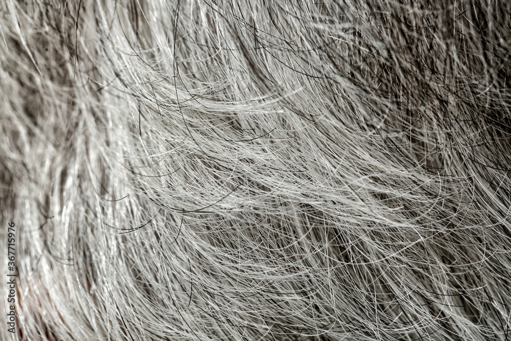 Fototapeta premium Grey hair of old human, closeup
