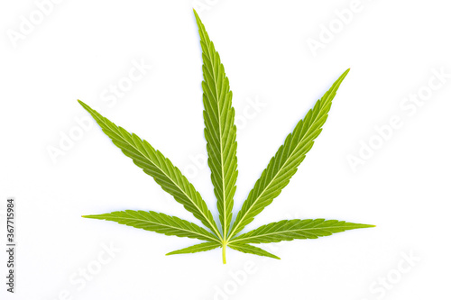 canabis marijuana leaf sativa weed hemp hash leafs