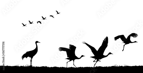 Common cranes take off in field. Vector silhouette