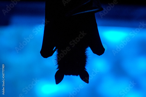 Silhouette of a bat on a blue background
